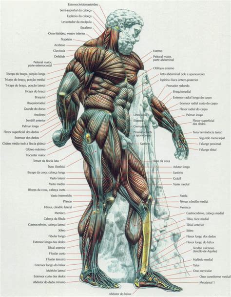 músculos do corpo humano